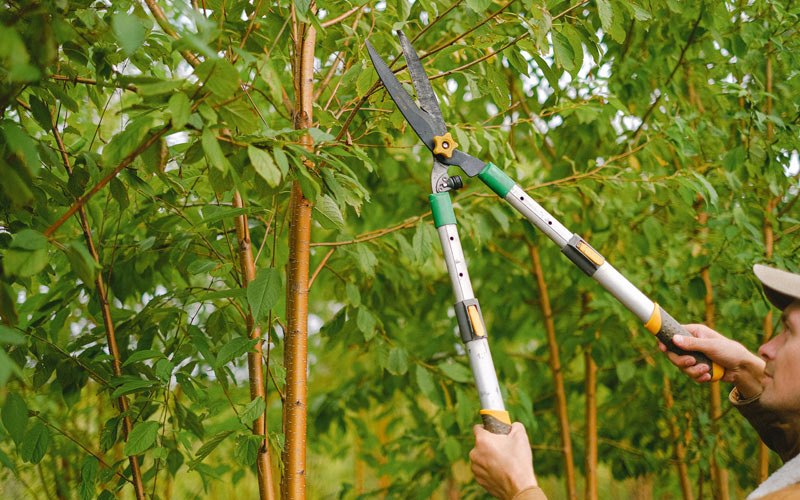 Tree trimming in Safford, AL